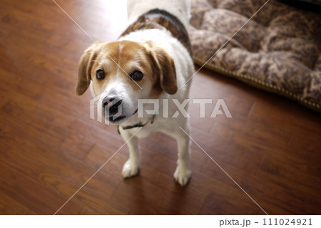 散歩に行きたい犬 111024921