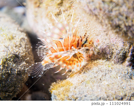 ヒリゾ浜の広げた羽根が美しい可愛いキリンミノ(フサカサゴ科)の幼魚。 静岡県伊豆半島賀茂郡南伊豆町 ヒリゾ浜の広げた羽根が美しい可愛いキリンミノ(フサカサゴ科)の幼魚。 静岡県伊豆半島賀茂郡南伊豆町 111024991