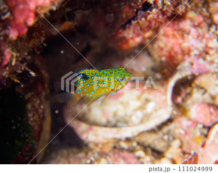 ヒリゾ浜の宝石のように美しいルリホシスズメダイ(スズメダイ科)の幼魚。 静岡県伊豆半島賀茂郡南伊豆 ヒリゾ浜の宝石のように美しいルリホシスズメダイ(スズメダイ科)の幼魚。 静岡県伊豆半島賀茂郡南伊豆 111024999