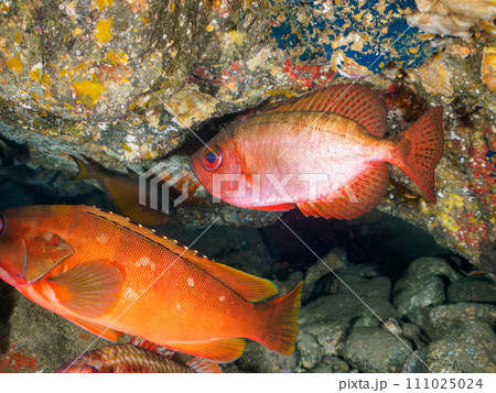 ヒリゾ浜の水中洞窟にいる美しいゴマヒレキントキ(キントキダイ科)他。  静岡県伊豆半島賀茂郡南伊豆町 ヒリゾ浜の水中洞窟にいる美しいゴマヒレキントキ(キントキダイ科)他。  静岡県伊豆半島賀茂郡南伊豆町 111025024