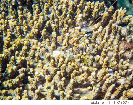 ヒリゾ浜の美しいテーブルサンゴと可愛いセダカギンポ(イソギンポ科)とホシゴンベ(ゴンベ科)の幼魚。 ヒリゾ浜の美しいテーブルサンゴと可愛いセダカギンポ(イソギンポ科)とホシゴンベ(ゴンベ科)の幼魚。 111025028