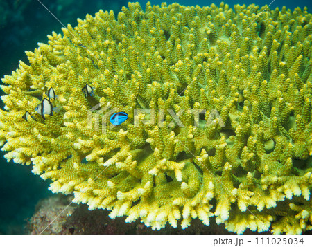 美しいテーブルサンゴと可愛いナンヨウハギ（ニザダイ科）フタスジリュウキュウスズメダイ（スズメダイ科） 111025034