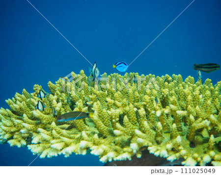 美しいテーブルサンゴと可愛いナンヨウハギ（ニザダイ科）フタスジリュウキュウスズメダイ（スズメダイ科） 111025049