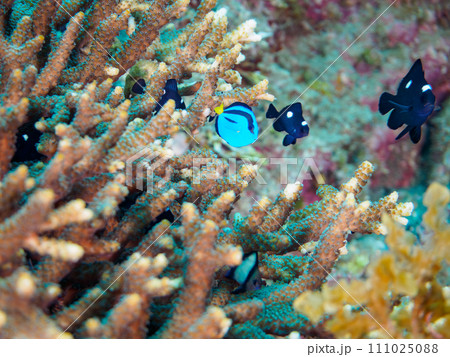 ナンヨウハギ（ニザダイ科）、ノコギリハギ（カワハギ科）,フタスジリュウキュウスズメダイの幼魚他 111025088