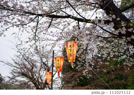 日本伝統的な文化春桜と提灯 日本伝統的な文化春桜と提灯 111025112