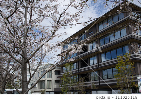 日本の街に避け込む美しいピンクな桜 日本の街に避け込む美しいピンクな桜 111025118