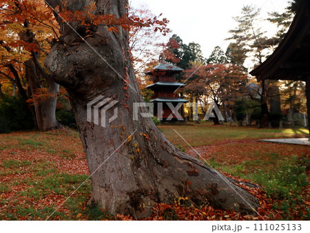 神社境内の巨大ケヤキと三重塔 神社境内の巨大ケヤキと三重塔 111025133