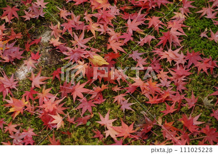 紅葉風景 紅葉風景 111025228