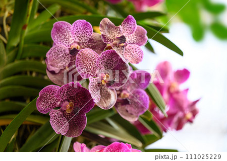 Purple Vanda orchid flower blossom in garden, Spring season Purple Vanda orchid flower blossom in garden, Spring season 111025229