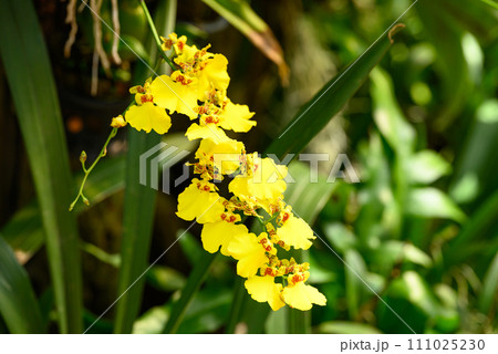 Yellow Oncidium orchid flower blossom in garden, Spring season 111025230