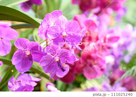 Pink Vanda orchid flower blossom in garden, Spring season Pink Vanda orchid flower blossom in garden, Spring season 111025240