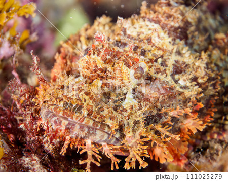 ヒリゾ浜の擬態して全く見分けがつかないオニカサゴ（フサカサゴ科）。  静岡県伊豆半島賀茂郡南伊豆町中 111025279