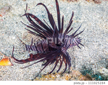 ヒリゾ浜の美しい黒色変異体のハナミノカサゴ（ミノカサゴ亜科）の幼魚。  静岡県伊豆半島賀茂郡南伊豆町 111025284