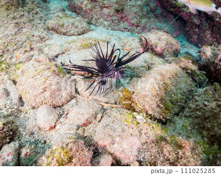 ヒリゾ浜の美しい黒色変異体のハナミノカサゴ（ミノカサゴ亜科）の幼魚。  静岡県伊豆半島賀茂郡南伊豆町 111025285