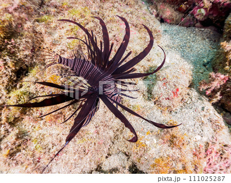ヒリゾ浜の美しい黒色変異体のハナミノカサゴ（ミノカサゴ亜科）の幼魚。  静岡県伊豆半島賀茂郡南伊豆町 111025287