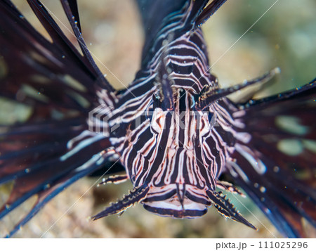 ヒリゾ浜の美しい黒色変異体のハナミノカサゴ（ミノカサゴ亜科）の幼魚。  静岡県伊豆半島賀茂郡南伊豆町 111025296
