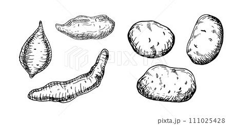 Set of various potatoes vector illustration isolated on white. Whole of batata ink outline hand drawn. Tuber potato black white graphic. For design menu, wrapping, ingredients of recipe, packaging Set of various potatoes vector illustration isolated on white. Whole of batata ink outline hand drawn. Tuber potato black white graphic. For design menu, wrapping, ingredients of recipe, packaging 111025428