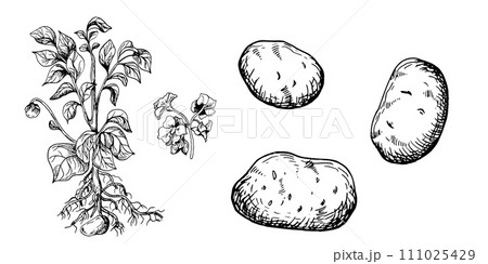 Bush of potato vector illustration isolated on white. Bush of root vegetable ink outline hand drawn. Tuber potato black white silhouette. For design menu, wrapping, ingredients of recipe, packaging Bush of potato vector illustration isolated on white. Bush of root vegetable ink outline hand drawn. Tuber potato black white silhouette. For design menu, wrapping, ingredients of recipe, packaging 111025429