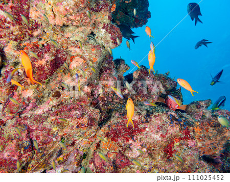 キンギョハナダイ（ハナダイ亜科）、キホシスズメダイ（スズメダイ科）、アカハタ（ハタ科）他の群れ。 111025452