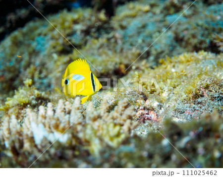 可愛いスミツキトノサマダイ(チョウチョウウオ科)の幼魚、ソラスズメダイ(スズメダイ科)他の群れ。 可愛いスミツキトノサマダイ(チョウチョウウオ科)の幼魚、ソラスズメダイ(スズメダイ科)他の群れ。 111025462