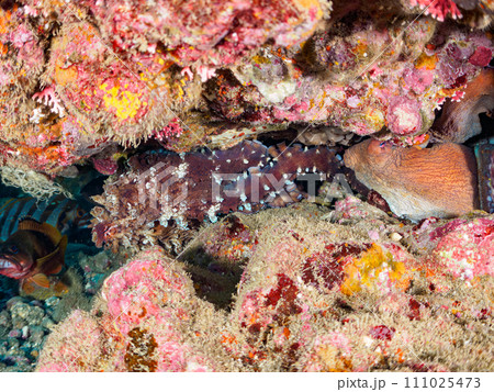 ヒリゾ浜の交尾中の美しいワモンダコ（マダコ科）。  静岡県伊豆半島賀茂郡南伊豆町中木から渡し船で渡る 111025473