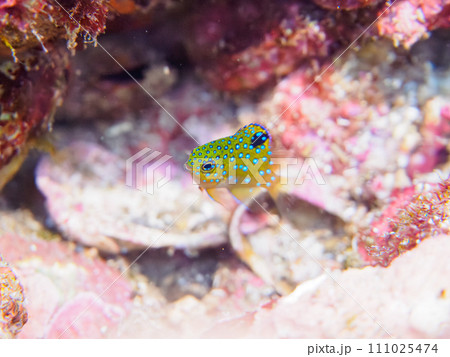 ヒリゾ浜の宝石のように美しいルリホシスズメダイ(スズメダイ科)の幼魚。 静岡県伊豆半島賀茂郡南伊豆 ヒリゾ浜の宝石のように美しいルリホシスズメダイ(スズメダイ科)の幼魚。 静岡県伊豆半島賀茂郡南伊豆 111025474