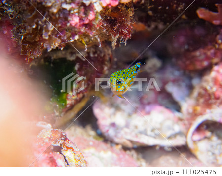 ヒリゾ浜の宝石のように美しいルリホシスズメダイ(スズメダイ科)の幼魚。  静岡県伊豆半島賀茂郡南伊豆 ヒリゾ浜の宝石のように美しいルリホシスズメダイ(スズメダイ科)の幼魚。  静岡県伊豆半島賀茂郡南伊豆 111025475