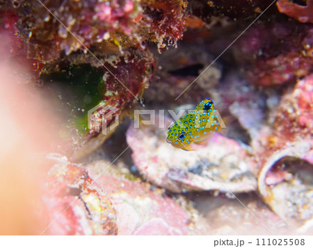 ヒリゾ浜の宝石のように美しいルリホシスズメダイ（スズメダイ科）の幼魚。  静岡県伊豆半島賀茂郡南伊豆 111025508