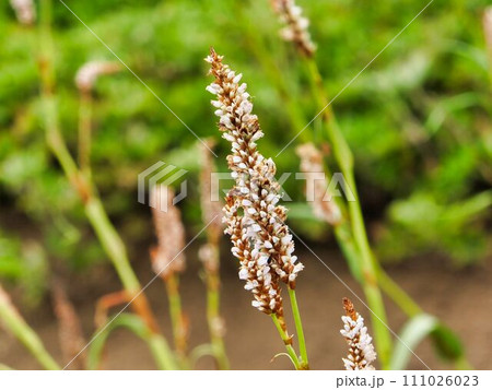 イブキトラノオの花 111026023