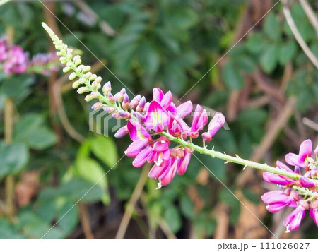サッコウフジの花 111026027