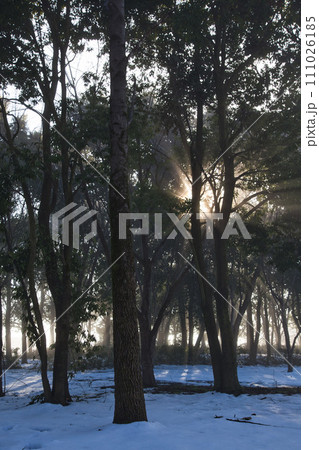 冬の晴れた朝日にかすむ図書館 111026185