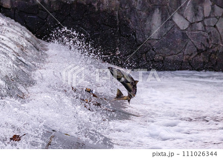 北海道千歳市、千歳川を遡上するサケ【10月】 111026344