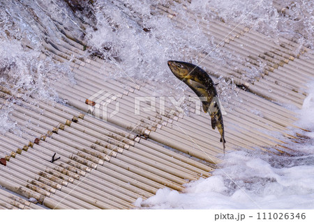 北海道千歳市、千歳川を遡上するサケ【10月】 111026346
