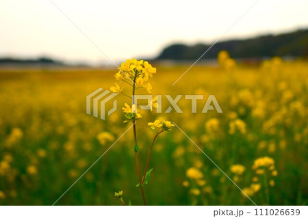 菜の花畑に咲く菜の花 菜の花畑に咲く菜の花 111026639