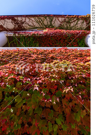 北海道由仁町、壁に這うツタの紅葉【10月】 北海道由仁町、壁に這うツタの紅葉【10月】 111026739