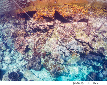 テーブルサンゴ等の美しいサンゴ群生。  東京都伊豆諸島式根島丸根ヶ浜にて。 2023年11月2日撮影 111027006