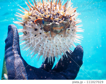 水面を漂う美しいハリセンボン（ハリセンボン科）。  東京都伊豆諸島式根島丸根ヶ浜にて。 2023年1 111027029