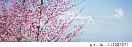travel in nature concept with pink cherry blossom tree and clear sky in springtime season travel in nature concept with pink cherry blossom tree and clear sky in springtime season 111027075