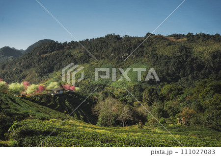 travel in nature concept with pink cherry blossom tree and tea farm in springtime season travel in nature concept with pink cherry blossom tree and tea farm in springtime season 111027083