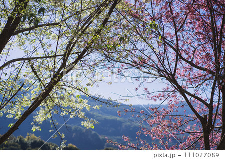 travel in nature concept with pink cherry blossom tree and clear sky in springtime season travel in nature concept with pink cherry blossom tree and clear sky in springtime season 111027089