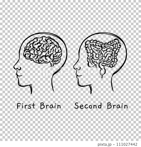 INTESTINE IS SECOND BRAIN MONOCHROME Human Health Medicine Lifestyle Teaching Students Vector Illustration Visual Sketch Of Head On Banner 111027442