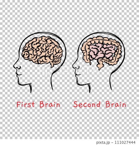 INTESTINE IS SECOND BRAIN Human Health Medicine Lifestyle Teaching Students Vector Illustration Visual Sketch Of Head On Banner 111027444