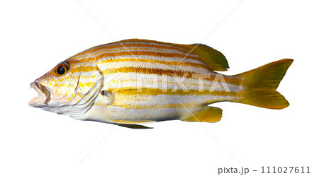 Spanish flag snapper or Stripey snapper fish isolated on white. Spanish flag snapper or Stripey snapper fish isolated on white. 111027611