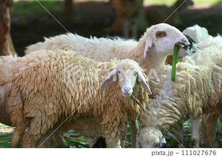 Sheep in the farm are eating grass happily. 111027676