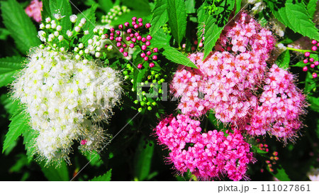 白とピンクの満開のシモツケの花の風景 111027861