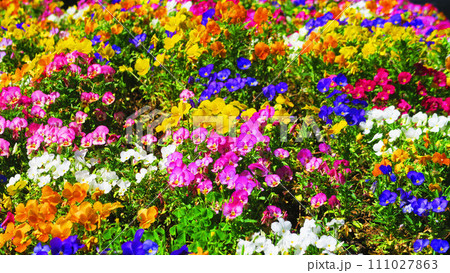 満開の花が咲く花壇の風景 満開の花が咲く花壇の風景 111027863