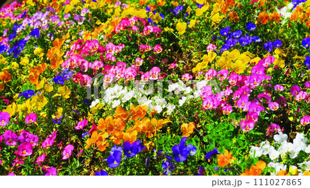 満開の花が咲く花壇の風景 111027865