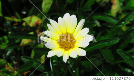 ガザニアの花の美しい風景（背景が暗色） 111027870