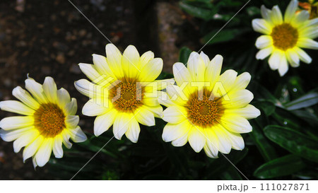 ガザニアの花の美しい風景(背景が暗色) ガザニアの花の美しい風景(背景が暗色) 111027871