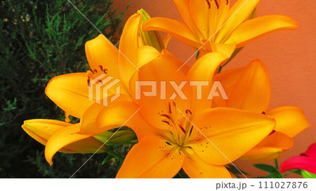 ヒメユリ(ヒユリ)のオレンジ色の花の風景 ヒメユリ(ヒユリ)のオレンジ色の花の風景 111027876